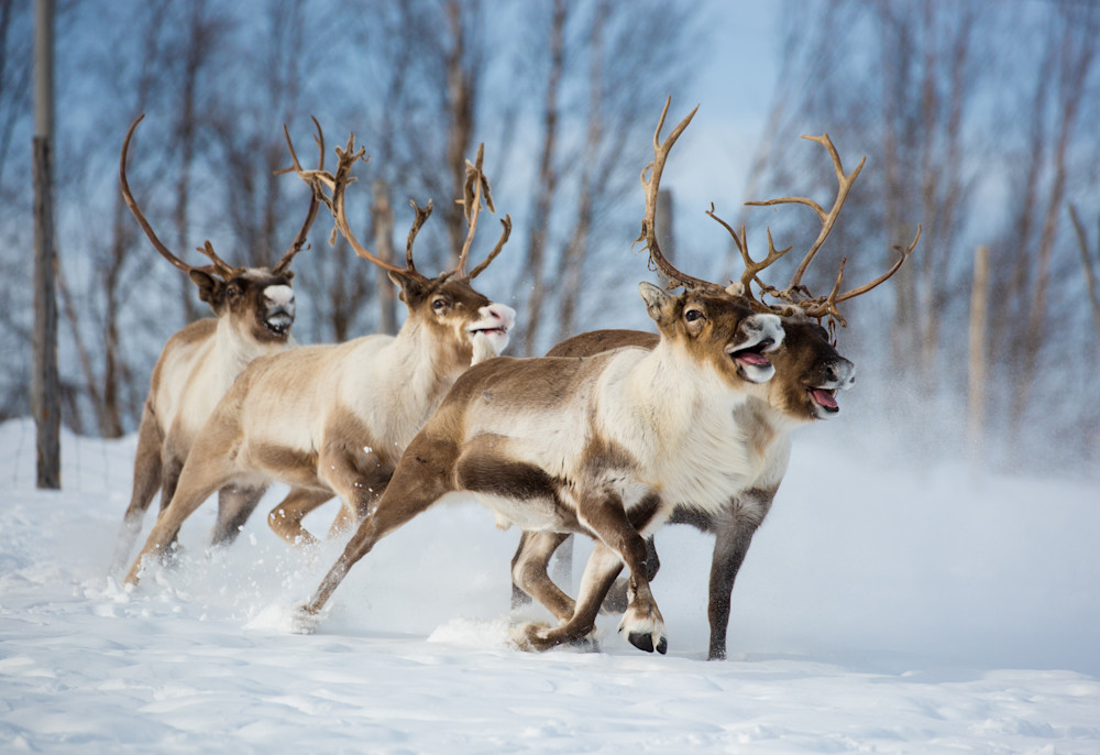 Reindeer in Lapland, Sweden