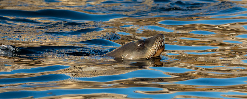 Sea Lion   Baja Mexico Photography Art | Mark Gottlieb Images