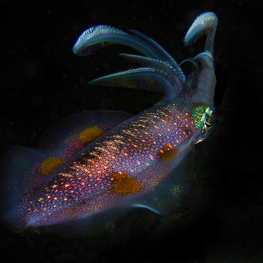 Squid Photography Art | Mark Gottlieb Images