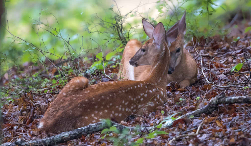 Two Deer Resting Photography Art | Mark Gottlieb Images