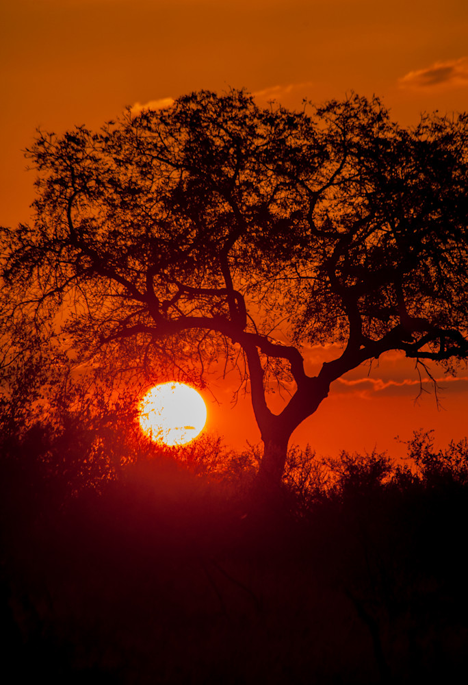 African sunset over the savanna