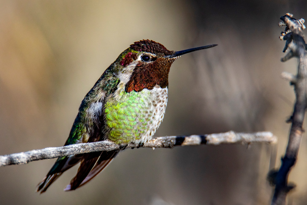 AZ2637 | Daniel Rea Photography | North America - United States - Arizona - Birds