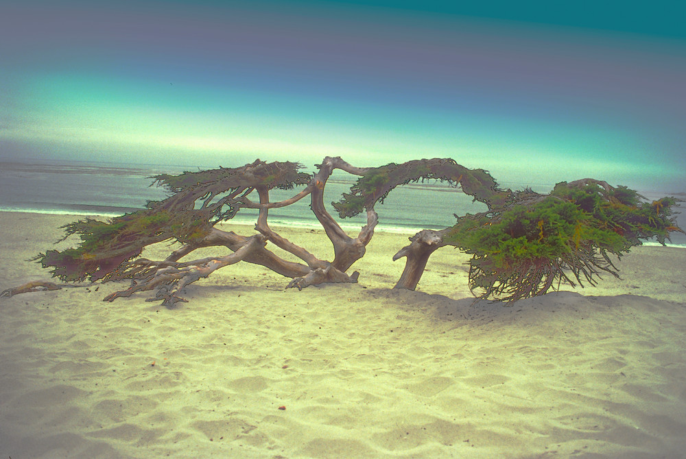 Digitally altered image of windblown cypress tree in beach dunes, Carmel, CA