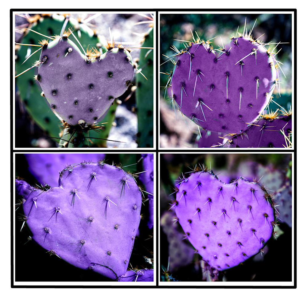 Prickly Hearts Photography Art | SilverTube Productions