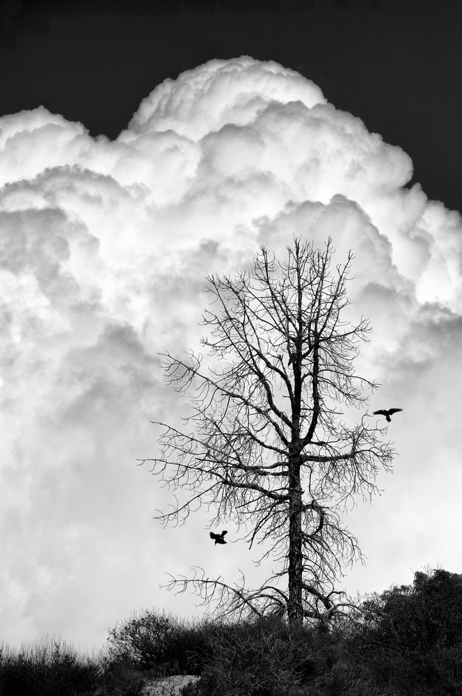 John E. Kelly Fine Art Photography – Dead Tree with Ravens - Land and Sky