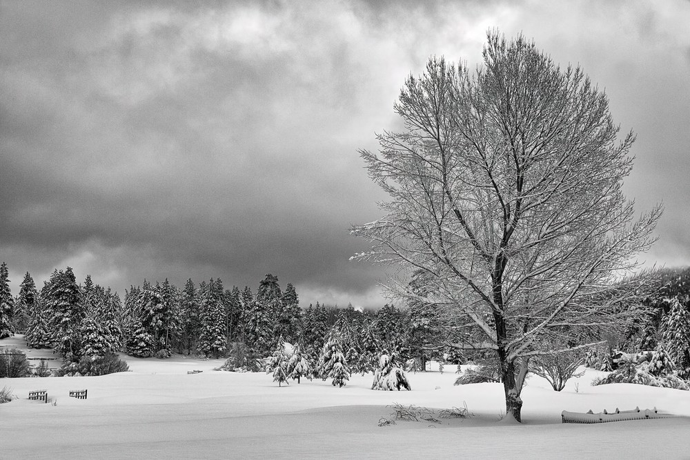 John E. Kelly Fine Art Photography – Tree In Snow Field - Land and Sky