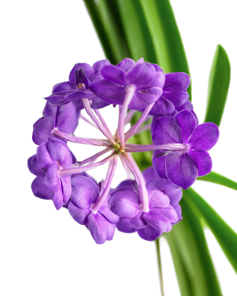 John E. Kelly Fine Art Photography – Orchid Wheel - Floral Portraits