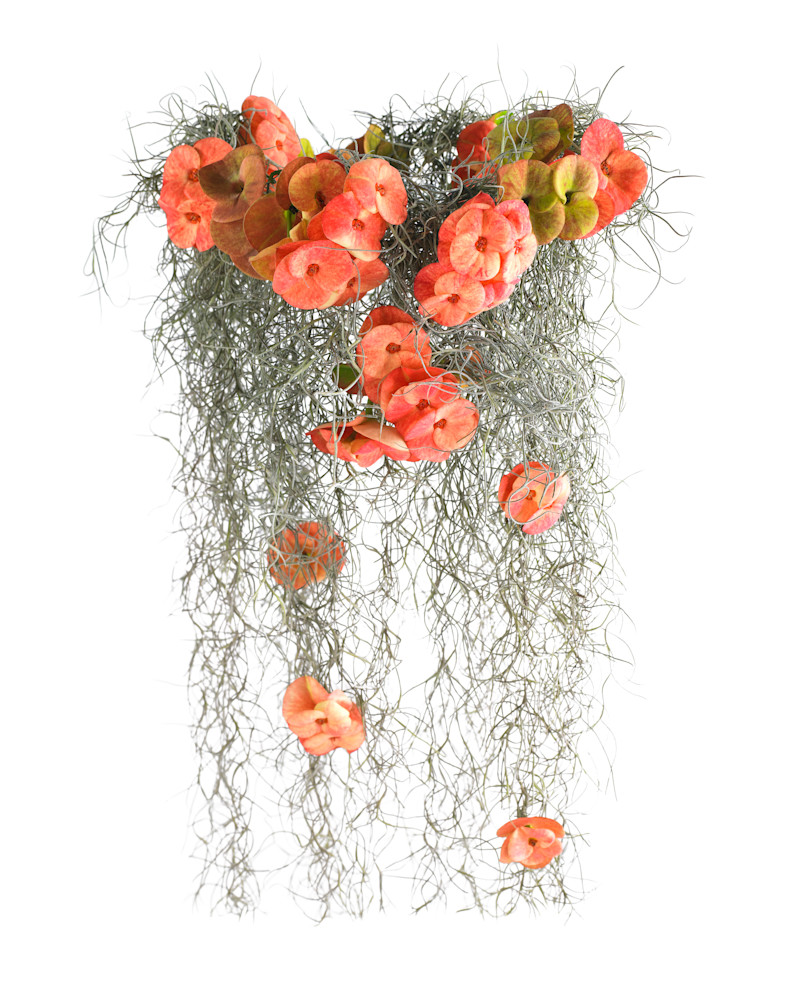 John E. Kelly Fine Art Photography – Crown of Thorns with Moss - Floral Portraits