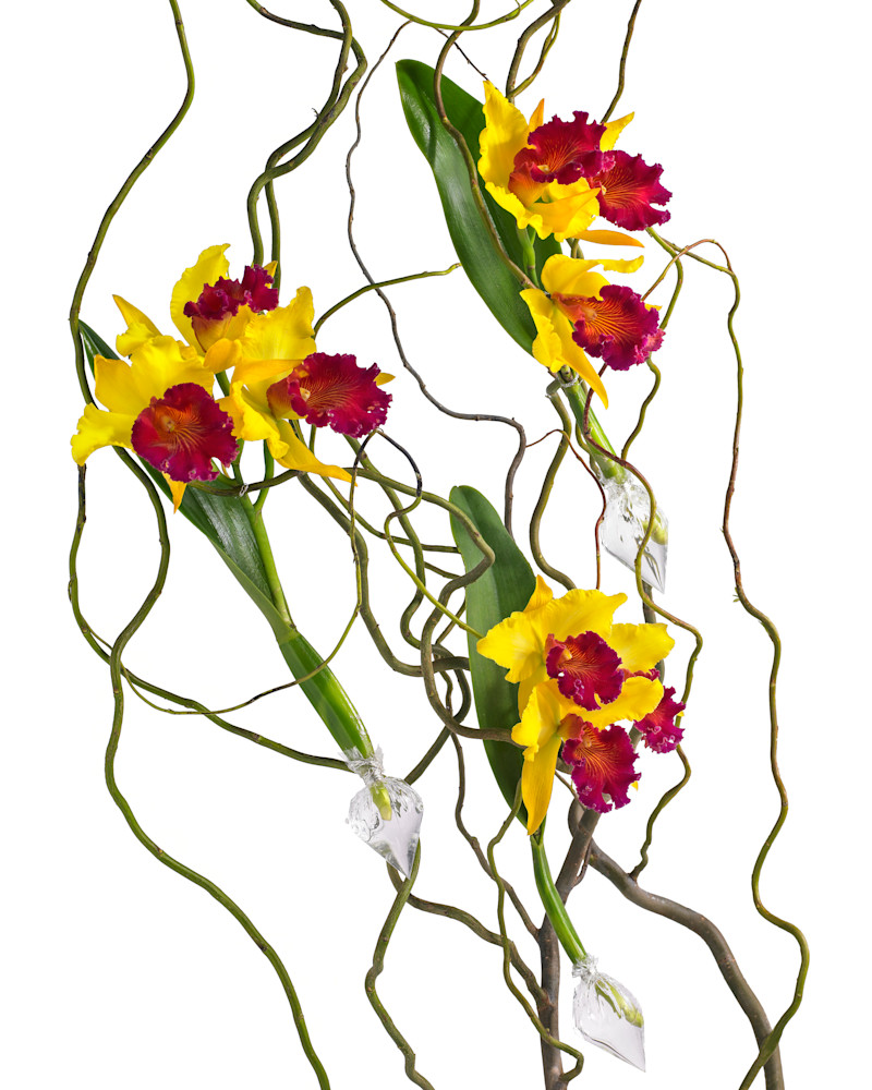 John E. Kelly Fine Art Photography – Orchids on Twigs - Floral Portraits
