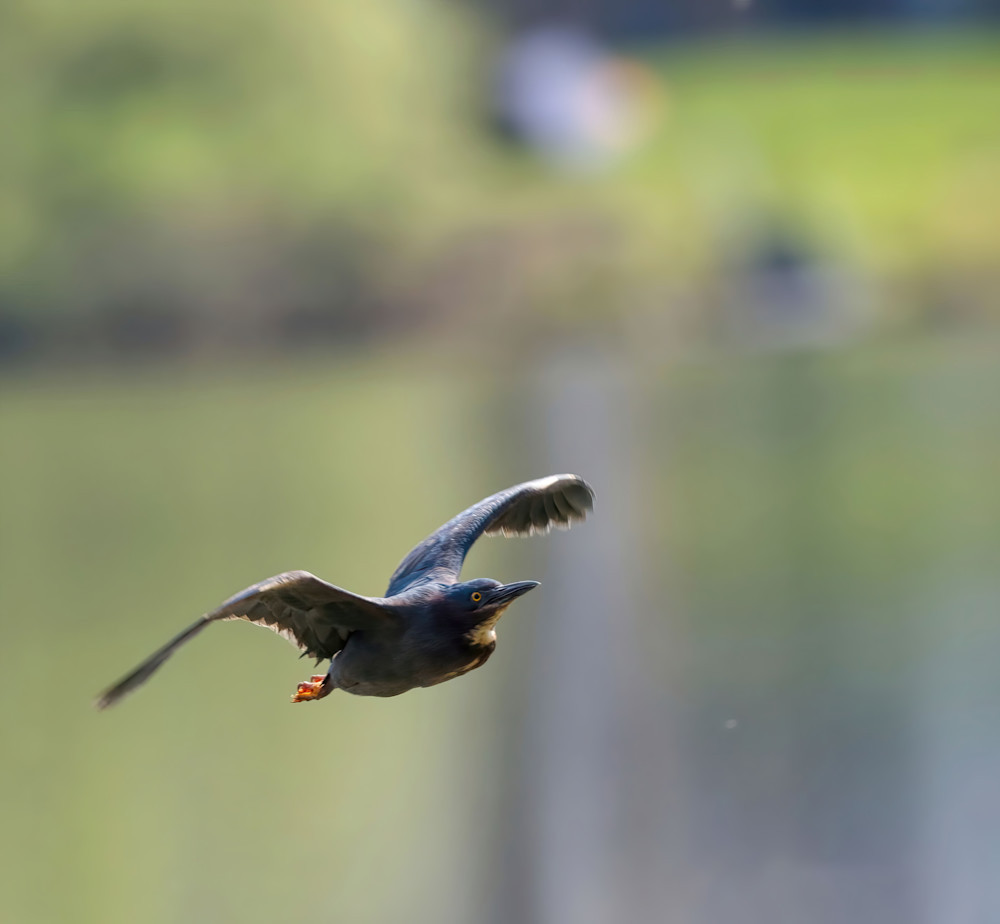 Green Heron 2 Photography Art | NaturePrintStudio
