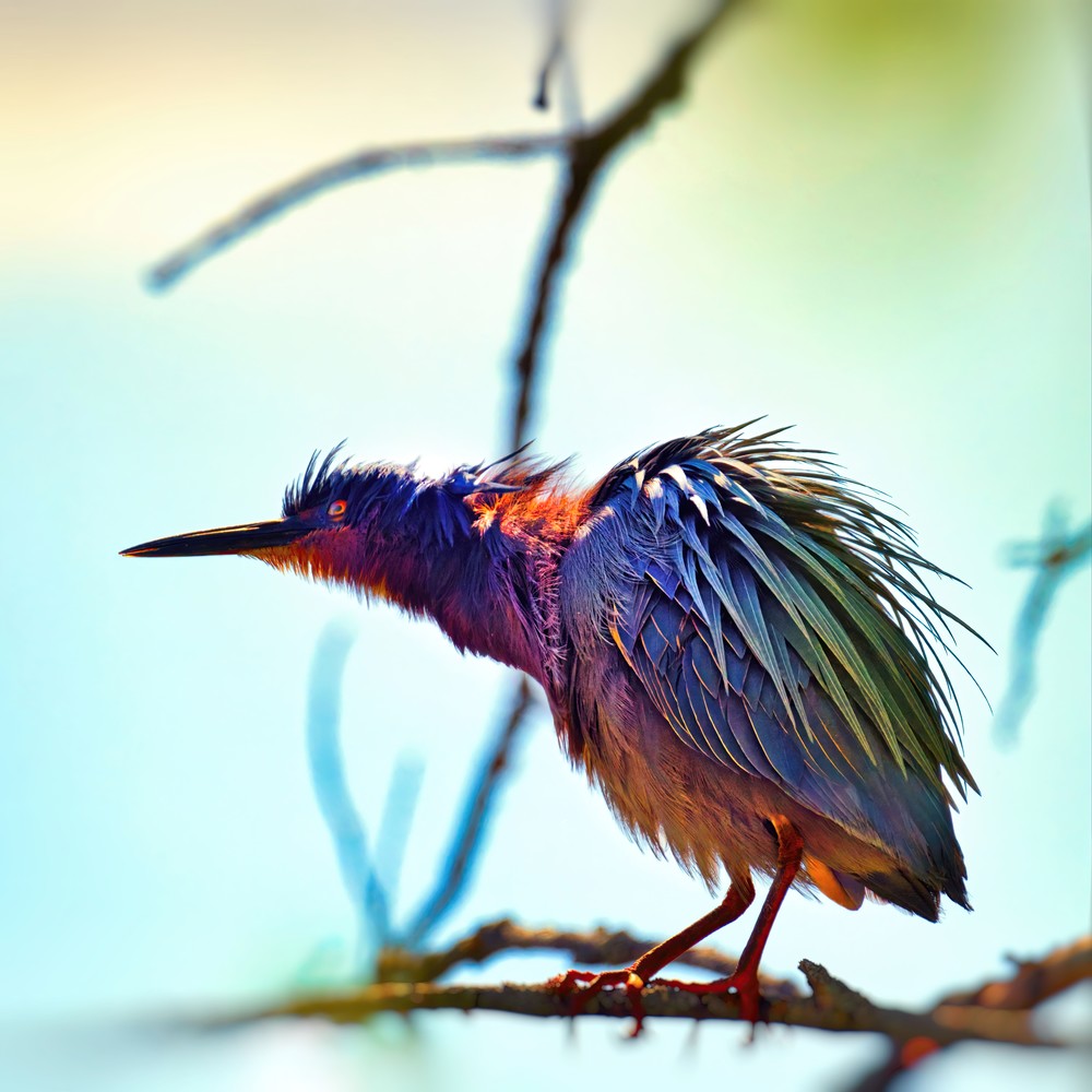 Green Heron 9 Photography Art | NaturePrintStudio