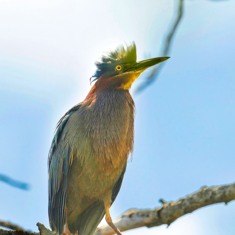 Green Heron 16 Photography Art | NaturePrintStudio