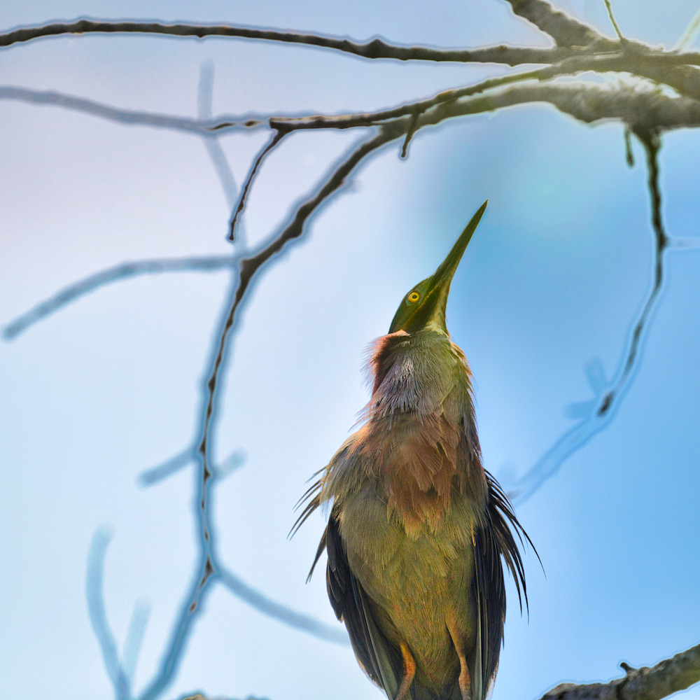 Green Heron 17 Photography Art | NaturePrintStudio