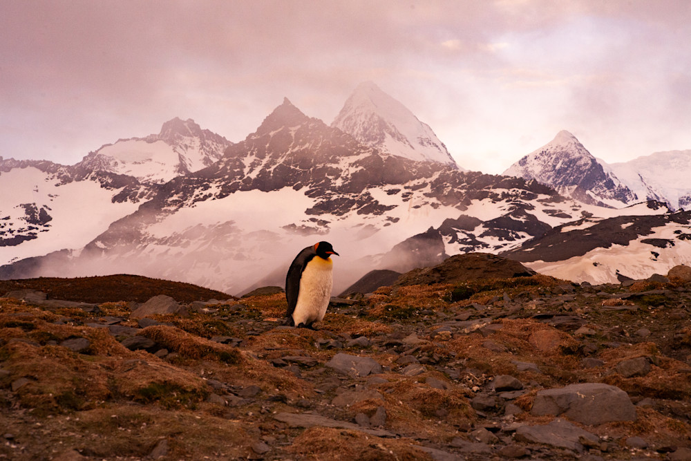 Lone Penguin in the Mountains