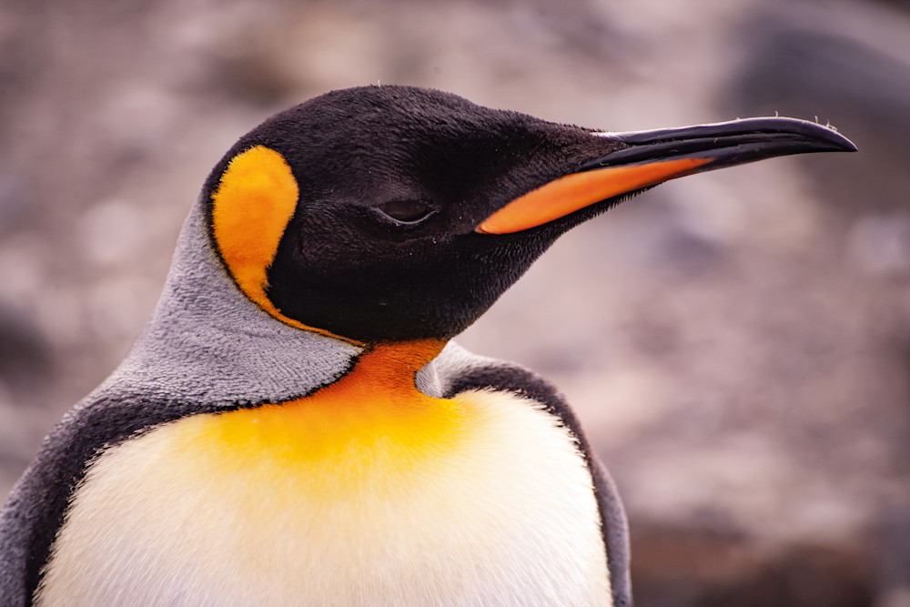 King Penguin close up