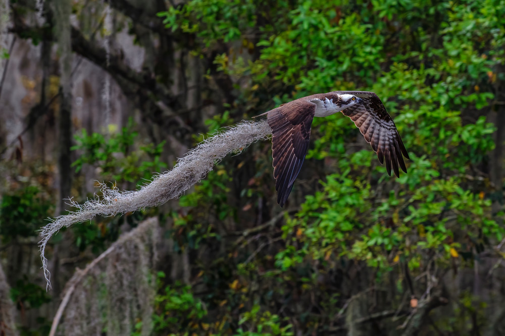 Housekeeping Osprey - Florida wildlife photography prints