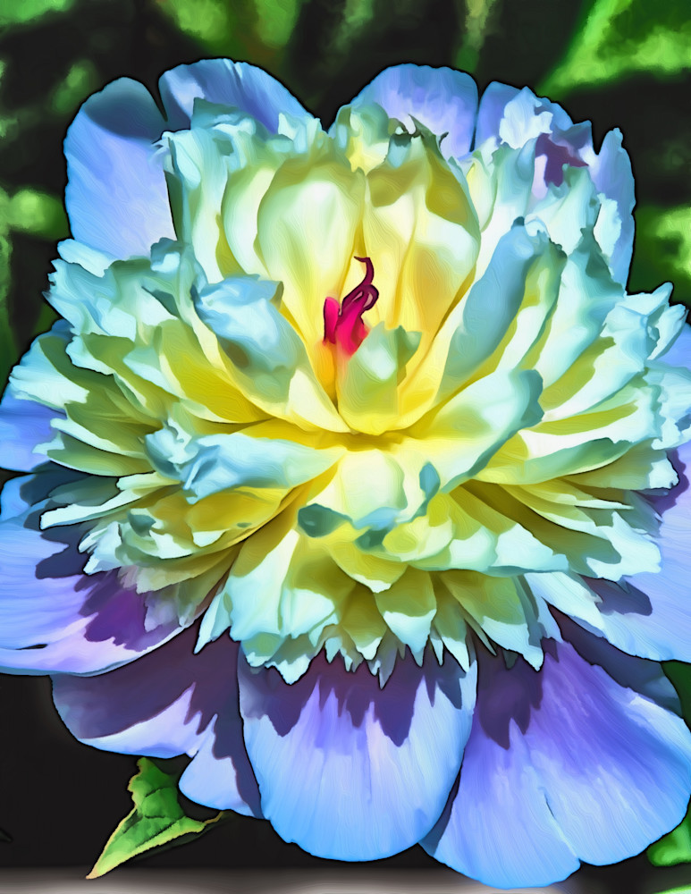 Watercolor Peony Art | Siegel Photography, LLC