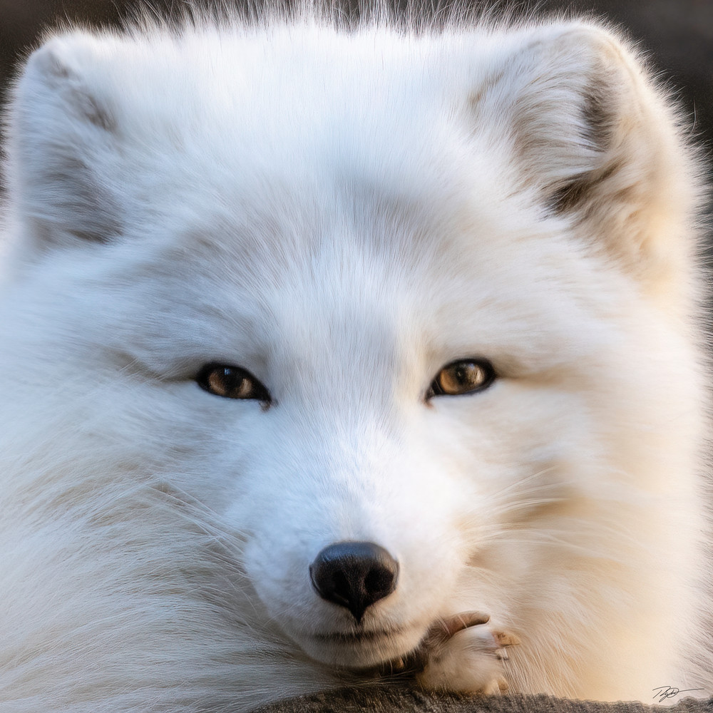 White Arctic Fox Portrait
