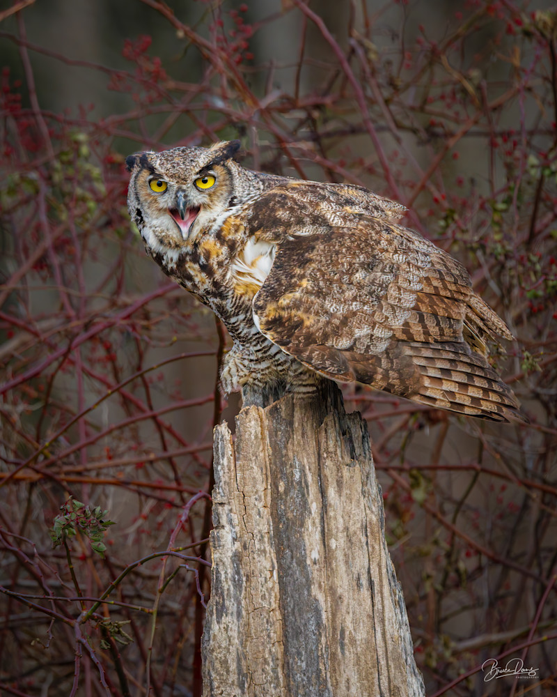 Great HOrned Owl Spirit