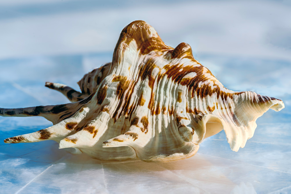 Conch On Marble Photography Art | Thirdwind Photography