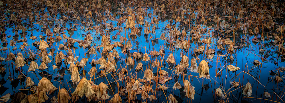 Kyoto   Arashiyama Pond Photography Art | Matthew J Photos