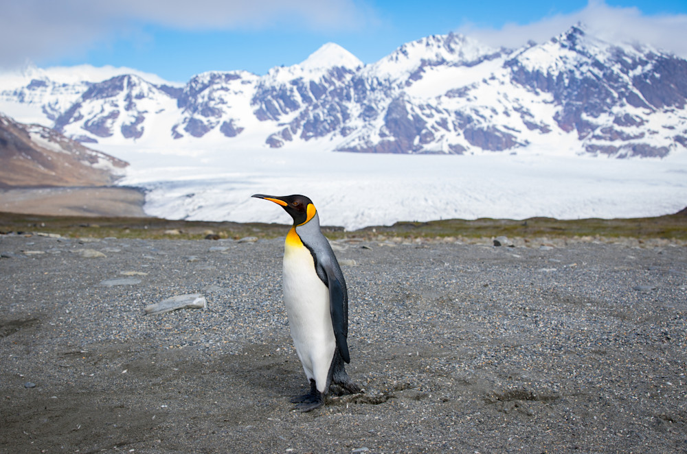 St. Andrews Bay   Solo Pinguino Photography Art | Matthew J Photos