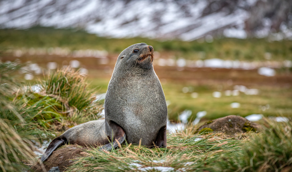 King Haakon Bay   Fur Seals Photography Art | Matthew J Photos