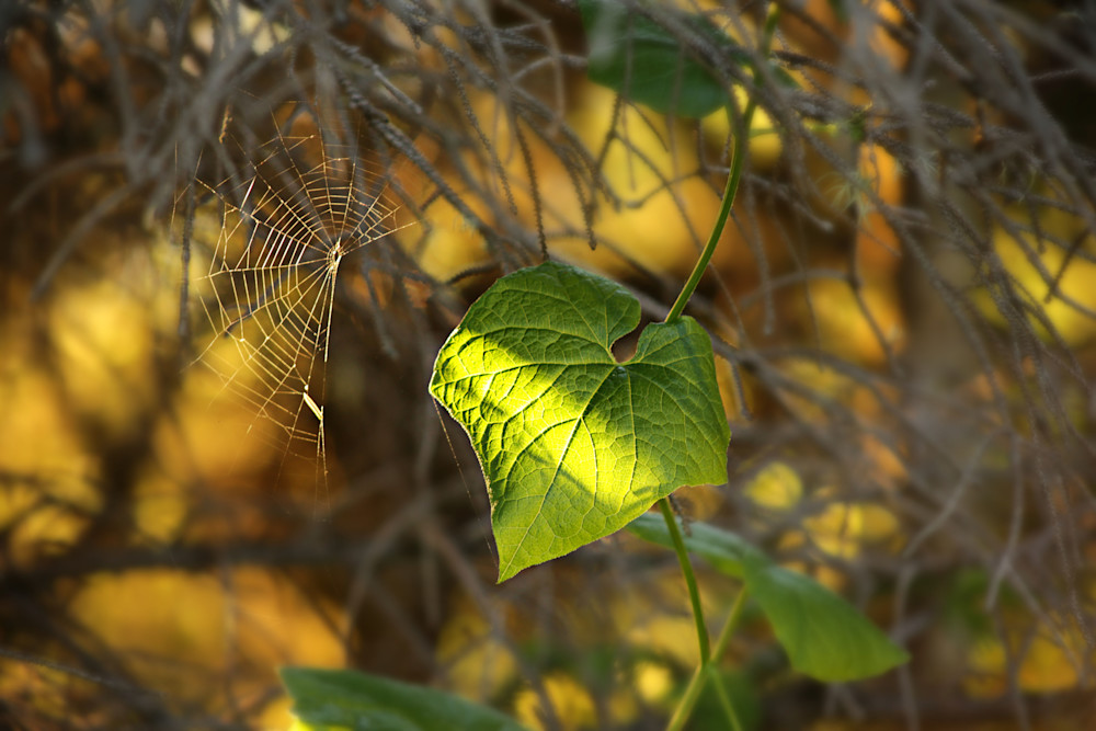 Spiderweb and a Leaf Photograph