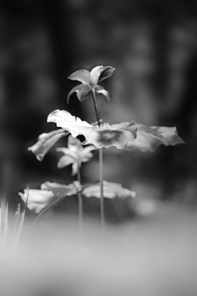 Tiny Flower Black and White Photo