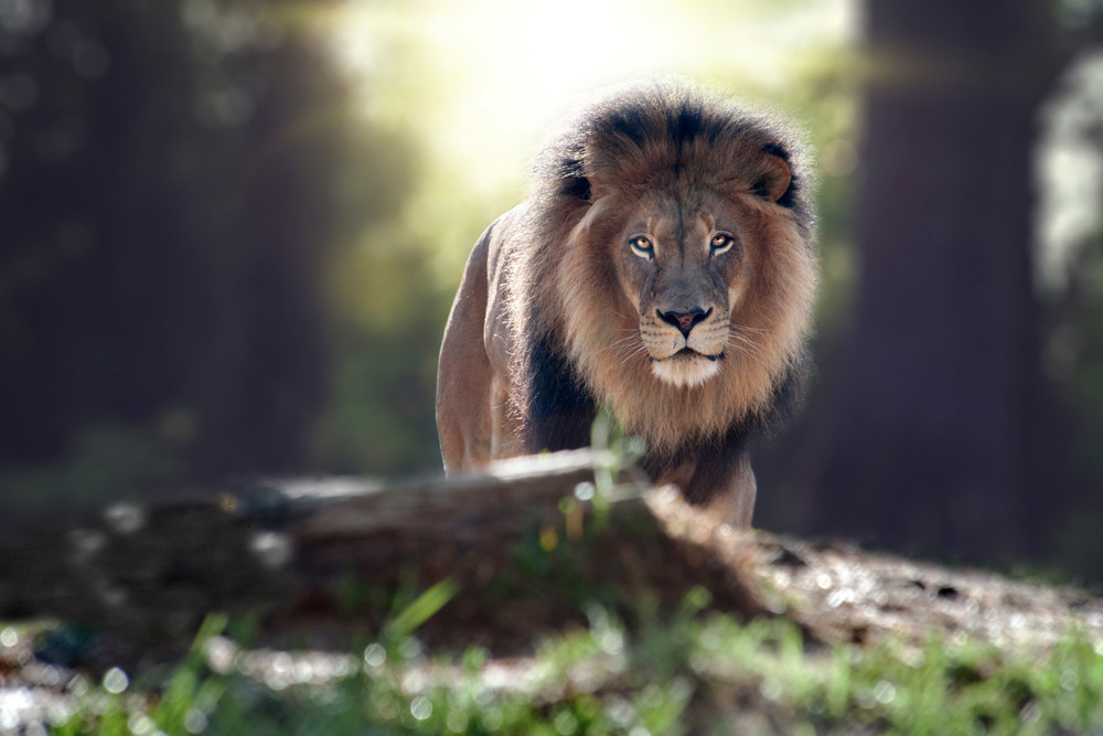  Heart Of A Lion Photography Art | Dona Tracy - Photographic Illustration 