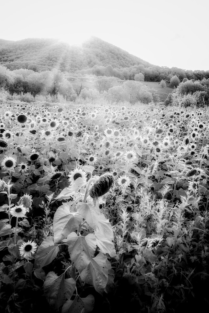 Sunflower Setting