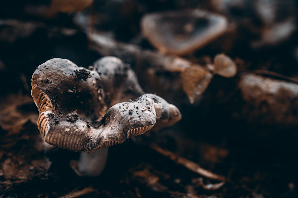Saturnine