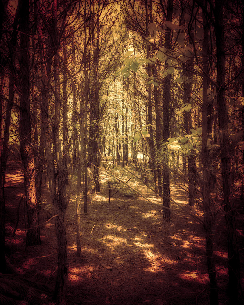 Auburn Forest