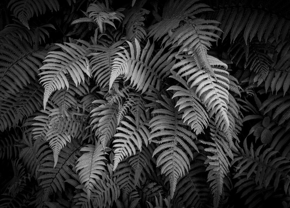Black And White Fern Photography Art | OMS Photo Art Store