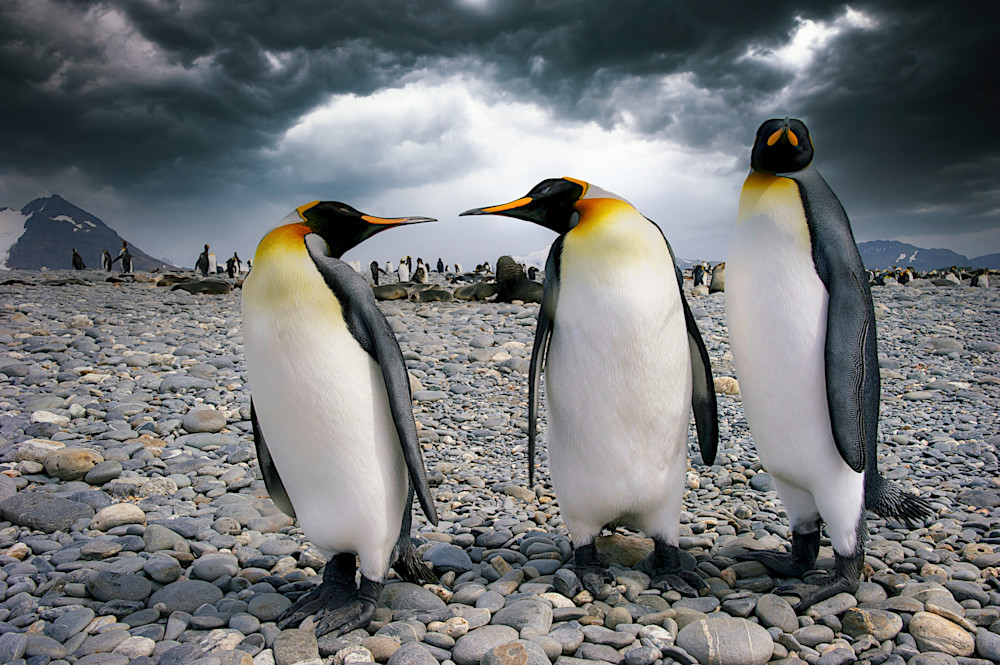 Harv Greenberg Photography - Antarctica - Three's a Crowd