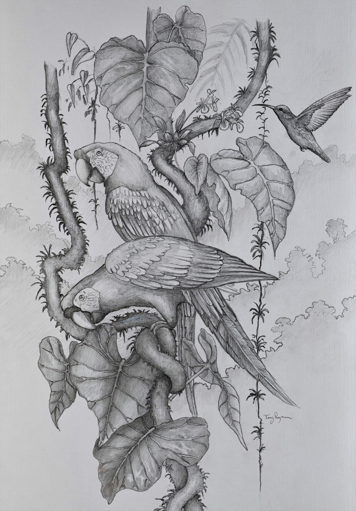 Macaw Sketch 1 Sharpen Ai Softness Photography Art | Fly Fishing Portraits