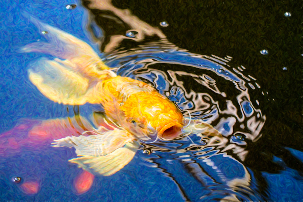 Koi Pond Fish   Pretty Pucker   By Omaste Witkowski Art | Artworks