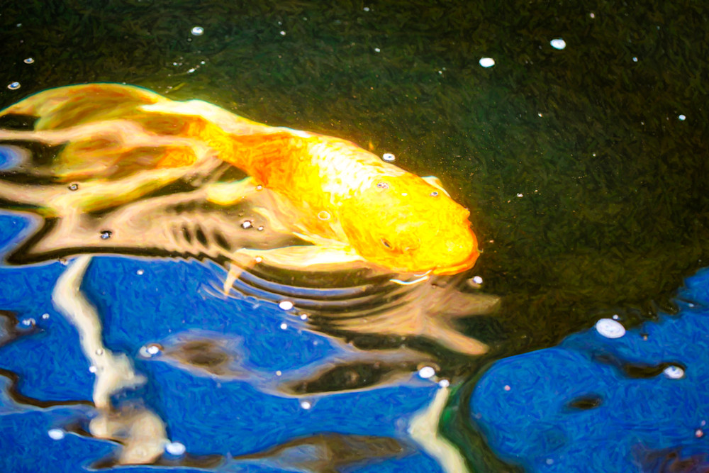 Koi Pond Fish   Golden Dreaming   By Omaste Witkowski Art | Artworks
