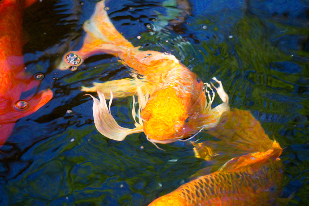 Koi Pond Fish   Golden Surprises   By Omaste Witkowski Art | Artworks