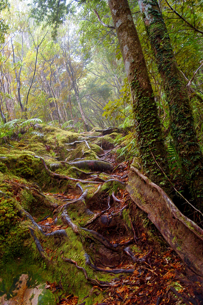 Hiking New Zealand Photography Art | Carol Brooks Parker Fine Art Photography