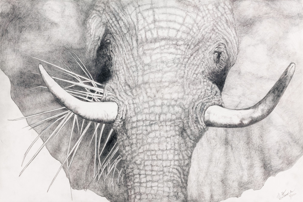 African Elephant Art | Bill Whittemore Art