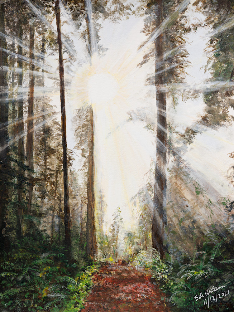 Sunlight Through The Trees 2021 Art | Bill Whittemore Art