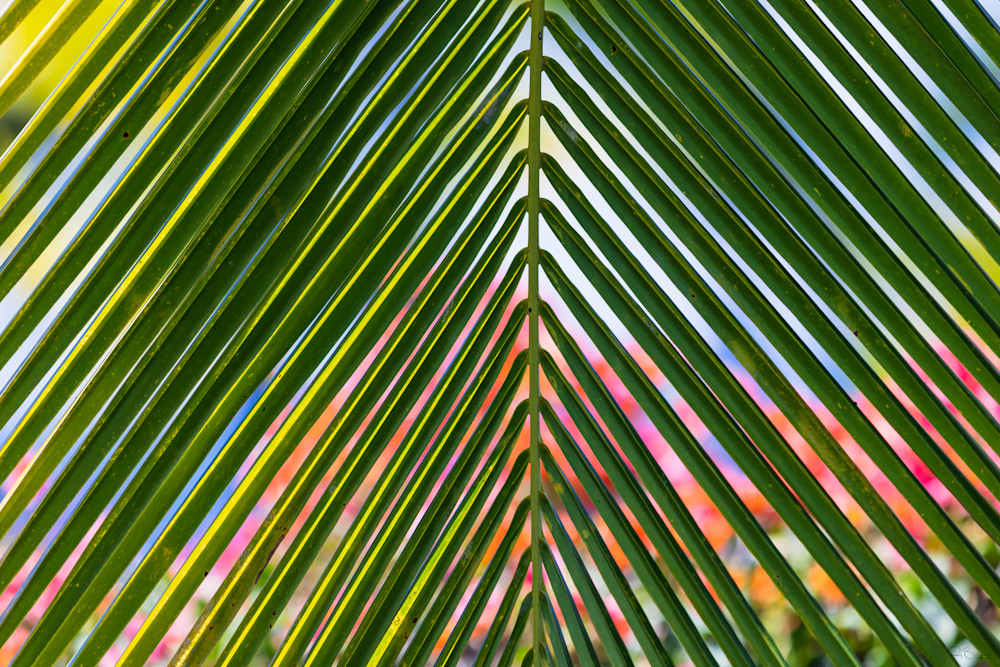 Closeup of palm tree and Bougainvillea.