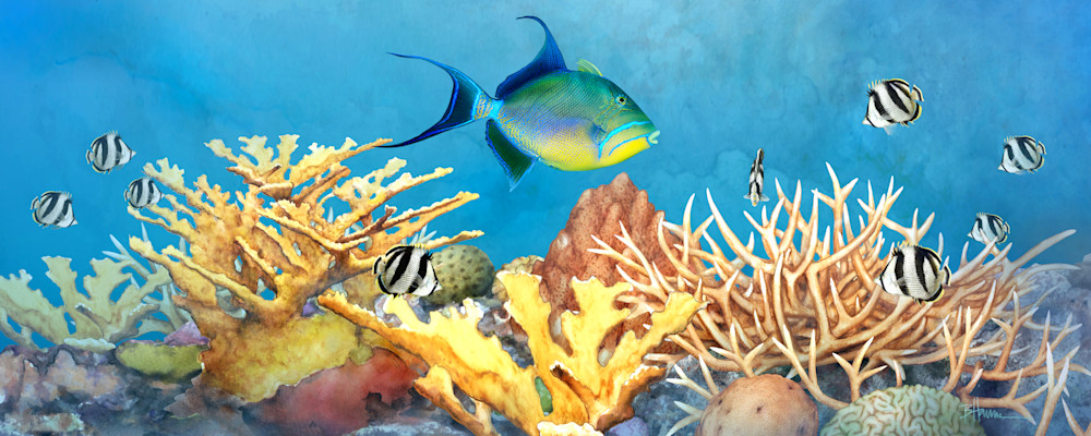 Tropical Staghorn Coral Reef