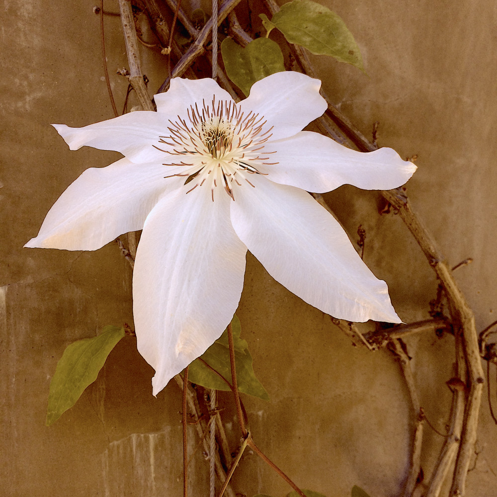 Clematis Art | Bill Samios Studio