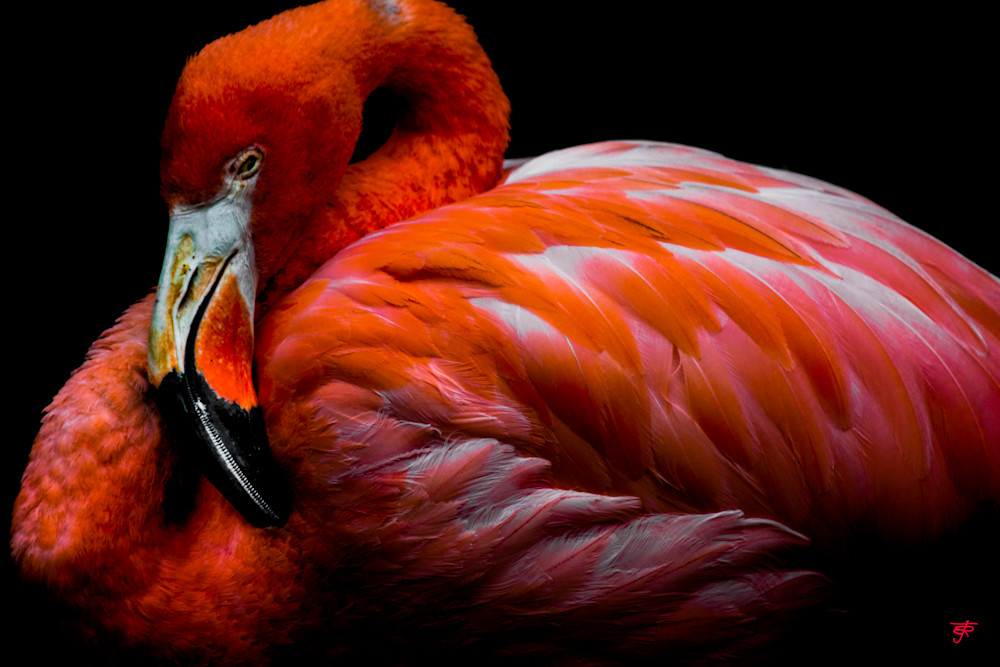 Flamingo Art | Earth Allegiance Arts LLC