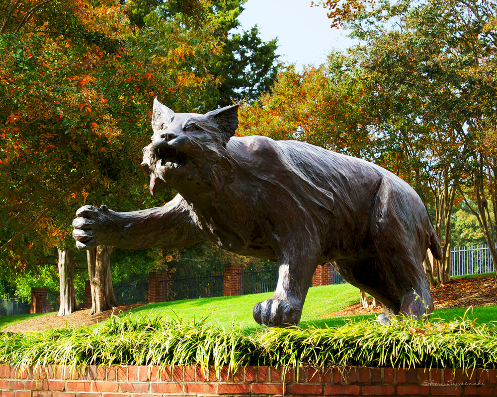Davidson College Art - Wildcat Statue Photograph