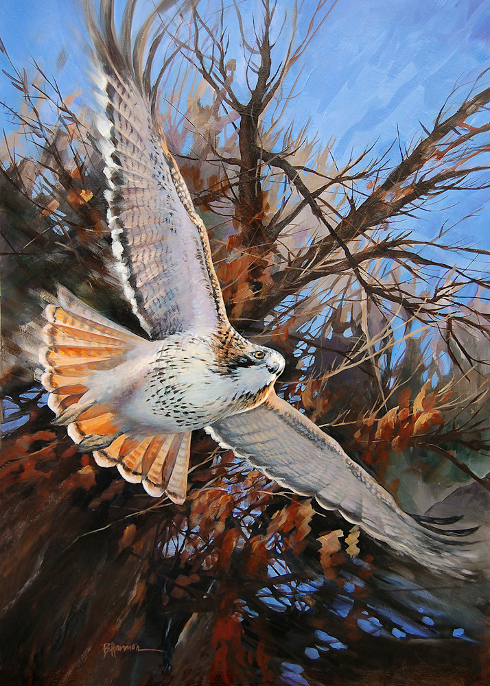 Red Tail in Flight