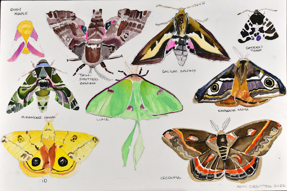 Moth Mixed Specimen Art | Amy DeSitter Art
