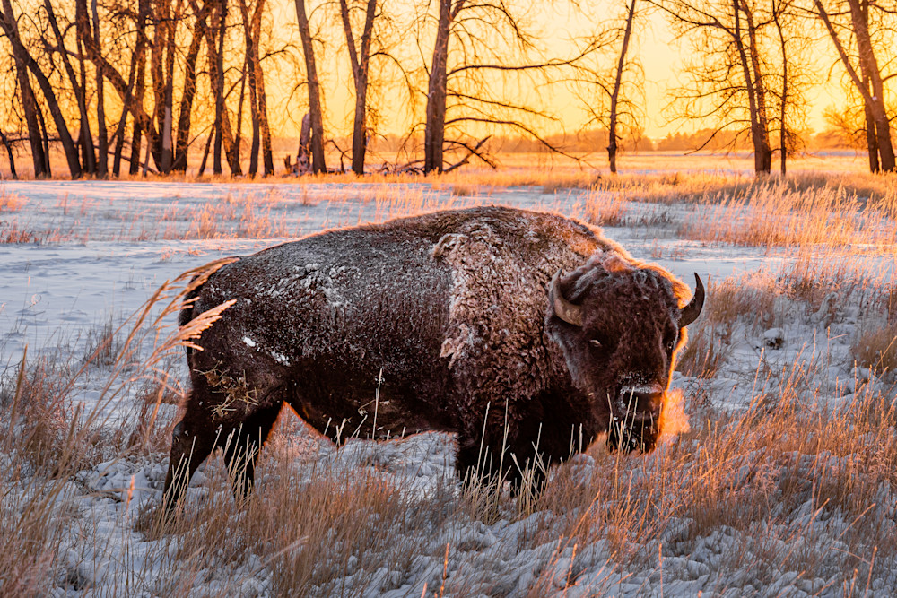 Bison At Sunrise. Colorado Photography Art | Kelley Dallas Photography